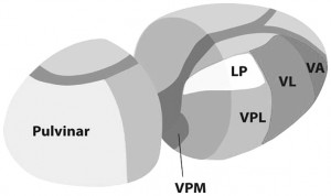 Đau sau đột quỵ (Post Stroke Pain)