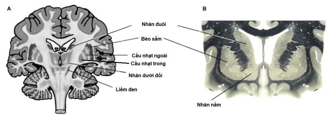 Vai trò của hạch nền trong kiểm soát vận động ở người bình thường và bệnh nhân Parkinson