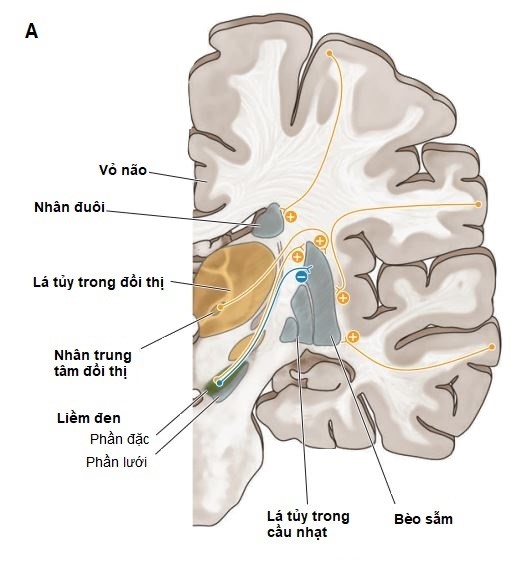 Vai trò của hạch nền trong kiểm soát vận động ở người bình thường và bệnh nhân Parkinson