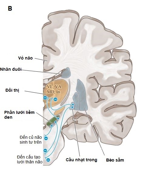 Vai trò của hạch nền trong kiểm soát vận động ở người bình thường và bệnh nhân Parkinson