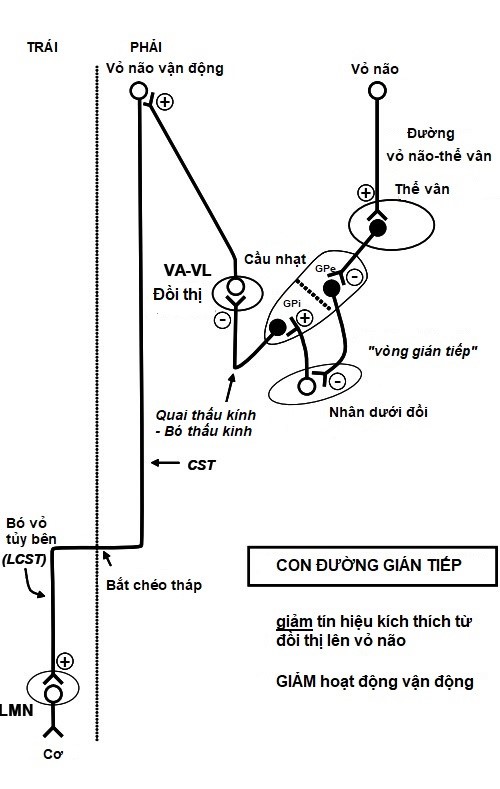 Vai trò của hạch nền trong kiểm soát vận động ở người bình thường và bệnh nhân Parkinson