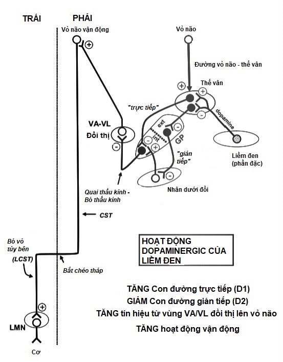 Vai trò của hạch nền trong kiểm soát vận động ở người bình thường và bệnh nhân Parkinson