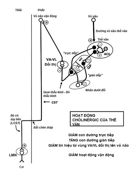 Vai trò của hạch nền trong kiểm soát vận động ở người bình thường và bệnh nhân Parkinson