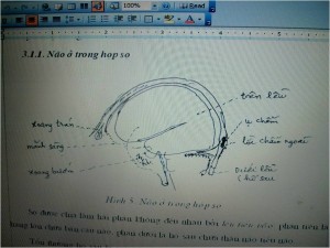 ĐẶC  ĐIỂM  GIẢI  PHẪU  CHỨC  NĂNG   NÃO TỦY ỨNG DỤNG VÀO THỰC HÀNH LÂM SÀNG THẦN KINH