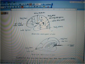 ĐẶC  ĐIỂM  GIẢI  PHẪU  CHỨC  NĂNG   NÃO TỦY ỨNG DỤNG VÀO THỰC HÀNH LÂM SÀNG THẦN KINH