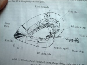 THẦN  KINH  TÂM  LÝ  LÂM  SÀNG