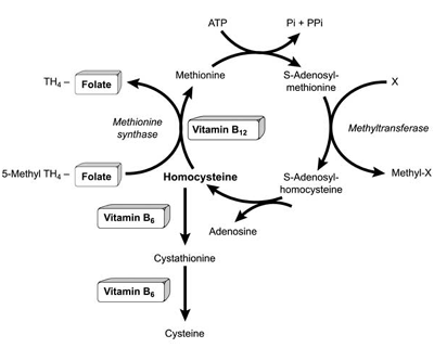 Đánh giá nồng độ Homocystein và Acid folic huyết tương trên bệnh nhân đột quỵ nhồi máu não