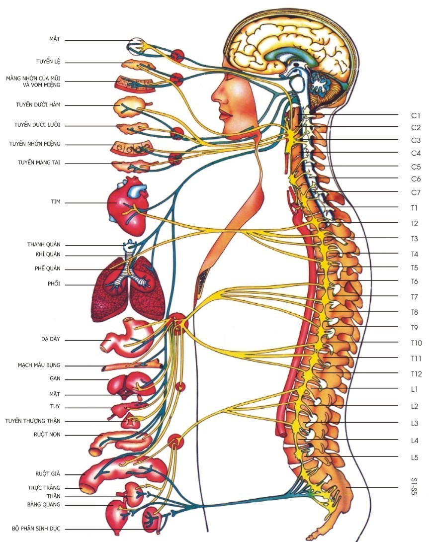 Chấn thương thần kinh ngoại biên