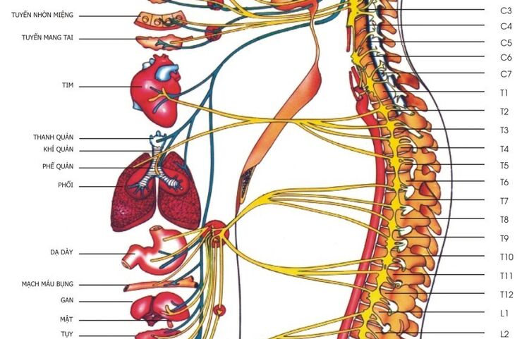 Chấn thương thần kinh ngoại biên