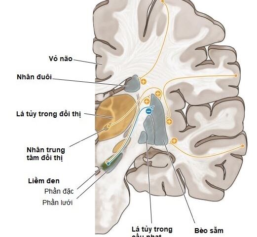 Vai trò của hạch nền trong kiểm soát vận động ở người bình thường và bệnh nhân Parkinson