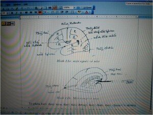 ĐẶC  ĐIỂM  GIẢI  PHẪU  CHỨC  NĂNG   NÃO TỦY ỨNG DỤNG VÀO THỰC HÀNH LÂM SÀNG THẦN KINH