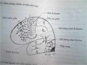 THẦN KINH TÂM LÝ LÂM SÀNG