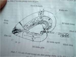 THẦN KINH TÂM LÝ LÂM SÀNG