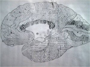 THẦN KINH TÂM LÝ LÂM SÀNG