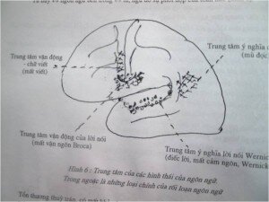 THẦN KINH TÂM LÝ LÂM SÀNG
