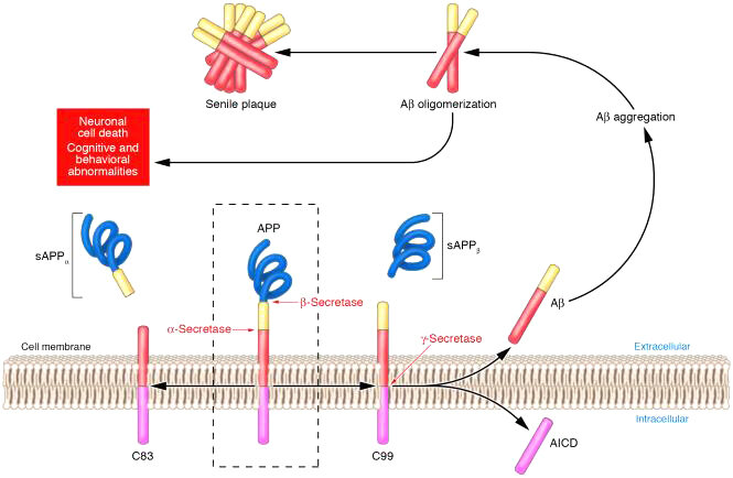Hóa sinh của  bệnh Alzheimer Biochemistry of Alzheimer's disease