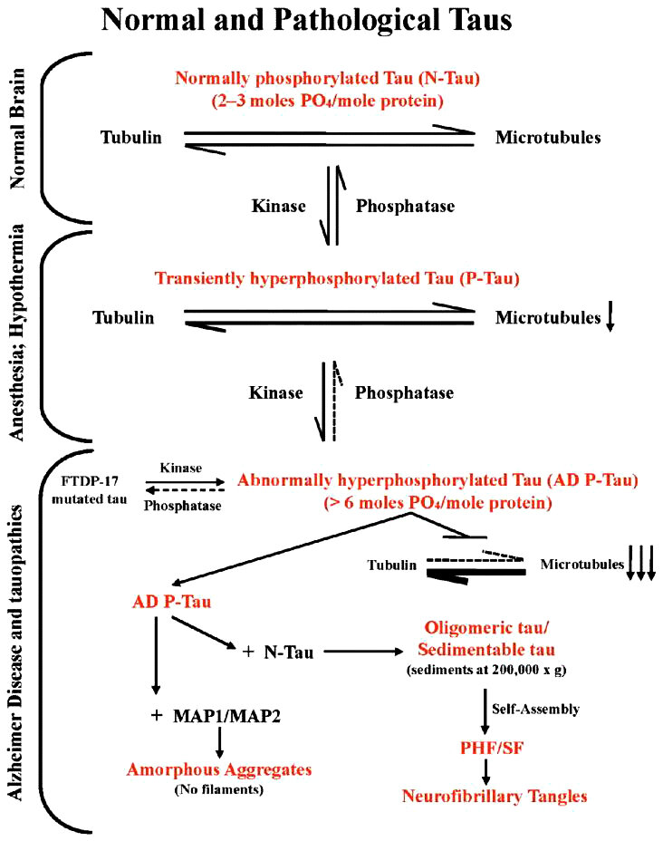 Hóa sinh của  bệnh Alzheimer Biochemistry of Alzheimer's disease