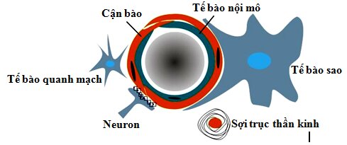 Quan điểm mới: Hoạt tính tự vệ nội sinh, Tính mềm dẻo, Sự tái tạo thần kinh và Lý luận trị liệu trong bệnh lý thần kinh