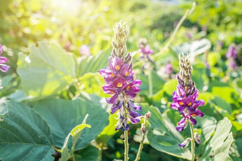4 cách dùng bột sắn dây chữa mất ngủ hiệu quả ngay tại nhà