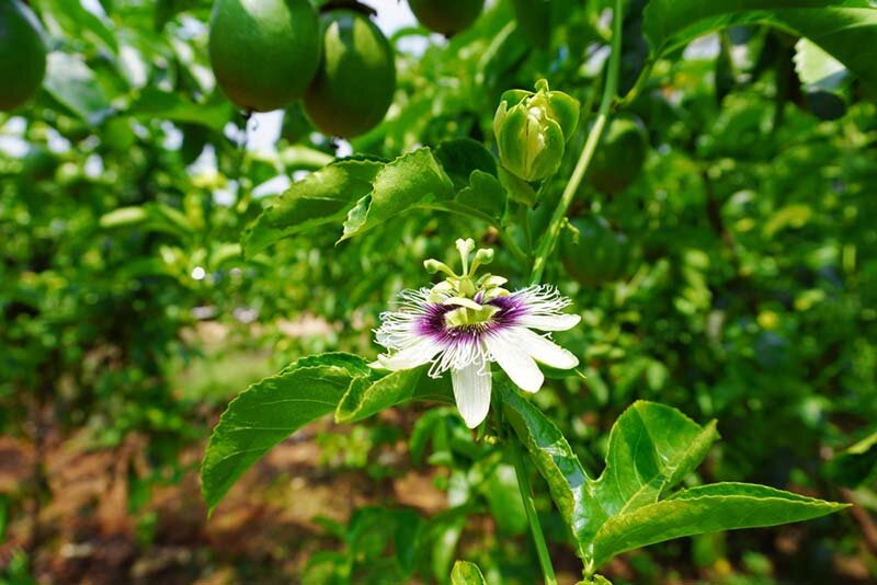 Top 15 loại rau chữa mất ngủ giúp ngủ ngon hơn