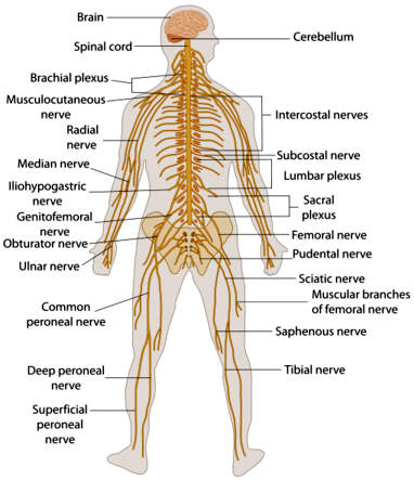 trình bày các bộ phận của hệ thần kinh và thành phần cấu tạo của chúng dưới hình thức sơ đồ
